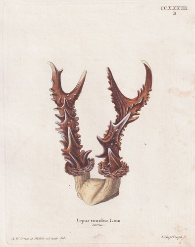 Wolpertinger geweih hase - wolpertinger,