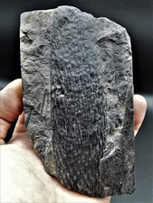 Lepidostrobus sp. - Fossile