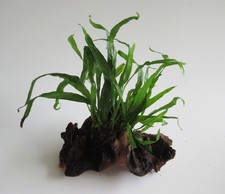 Mopani mit Microsorium pteropus-Javafarn Eisenholz Aquarium Wasserpflanze Barsch