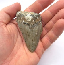 Megalodon hai zahn fossil - fossil, 7,7