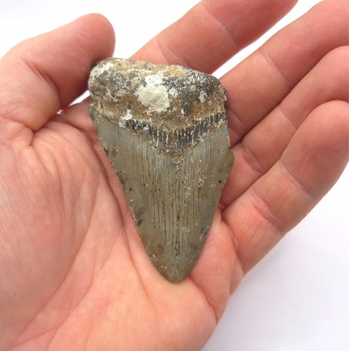 Megalodon hai zahn fossil 7 - fossil, 7,7
