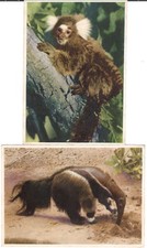 13 Sammelbilder - Mohr Margarinefabrik - 1952/1953