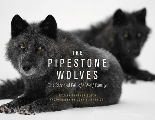 The pipestone wolves rise - wolves:,