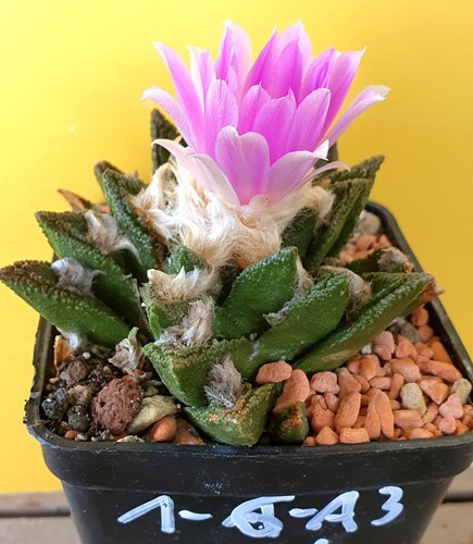 Alter ariocarpus hintonii - ariocarpus,