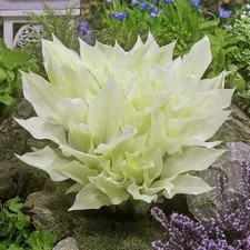 Sale1111 hosta white - hosta,