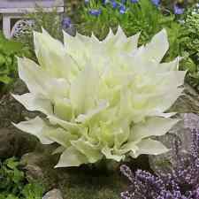 Sale1111 Hosta White Weiße Funkie Herzblattlilie 5 Samen