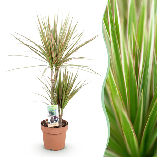Zimmerpflanzen dracaena - zimmerpflanzen,