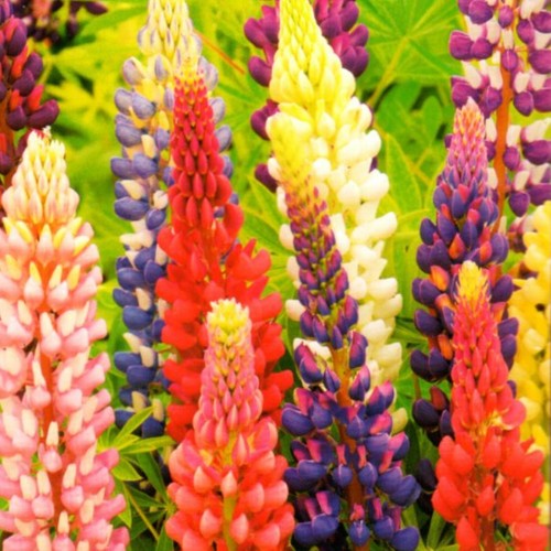 Staudenlupine lupine - staudenlupine,