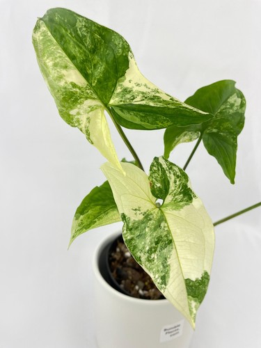 Syngonium podophyllum albo - podophyllum,