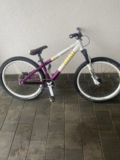 Rose The Bruce 6 26“