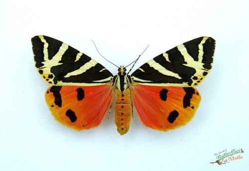 Jersey tigerfalter eulagia - jersey,