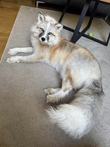Fuchs softmount taxidermy - softmount,