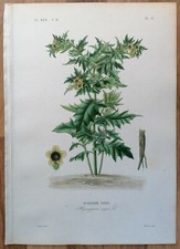 Dupuis Originaldruck Botanik