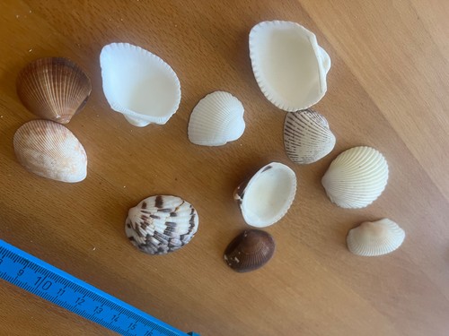 Muscheln sommerparty - muscheln,