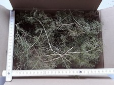 Seemoos/ Meerschaum für