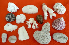 Bora Bora Steinkorallen