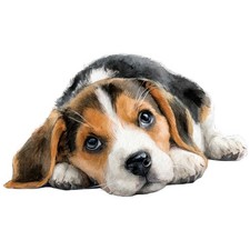 2x Sticker Beagle Car Sticker