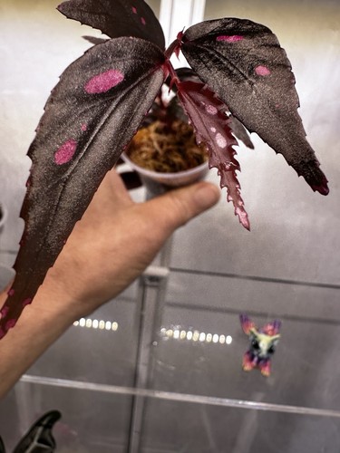 Begonia julau type gut - begonia,