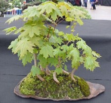 5x Bergahorn, Pre Bonsai, Wald, Gruppe, Acer pseudoplatanus, Yamadori