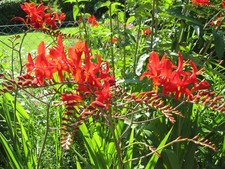 Montbretie ‚Lucifer‘ (Crocosmia masoniorum), 50 Samen