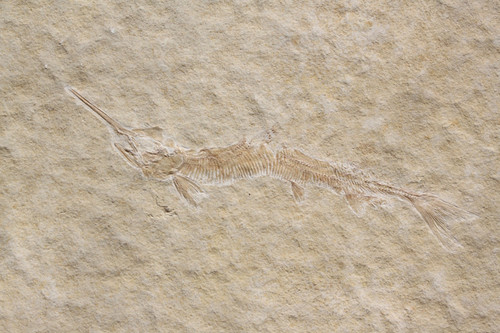 Schnabelfisch aspidorhynchus - schnabelfisch,