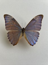 Entomologie*Morpho aurora sp