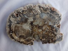 Versteinertes Holz Madagaskar