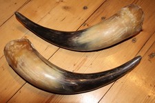 Kuhhörner, Hornmaterial, Trinkhorn, Signalhorn, Wikinger, Krampus, Perchten