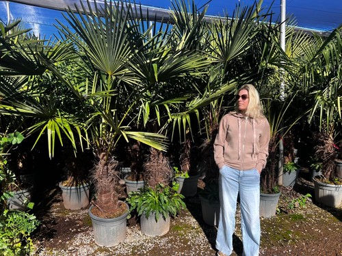 230 xxl hanfpalme - 230,