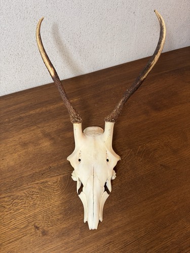 Rehbock schädel mit geweih - rehbock-schädel,