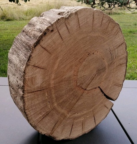 Große baumscheibe eiche - cm,