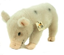 Kösen Micro Schwein Edwin 30