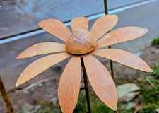 Rostiges Gänseblümchen