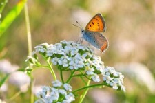 Der schöne Schmetterling