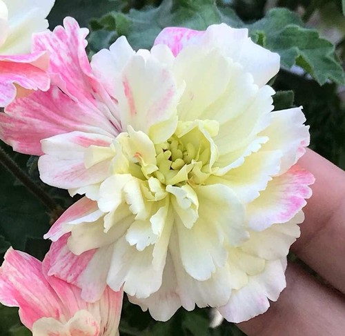 Pelargonie jungpflanze - ,