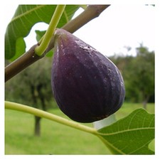Ficus carica brown turkey - turkey',