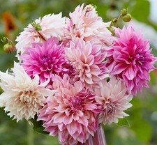 Dahlien-Knollen „Café au