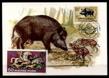 Heimisches Wild, Jagd