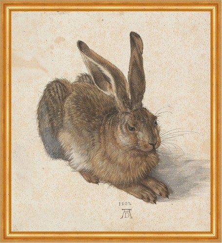 Der feldhase albrecht dürer - der,
