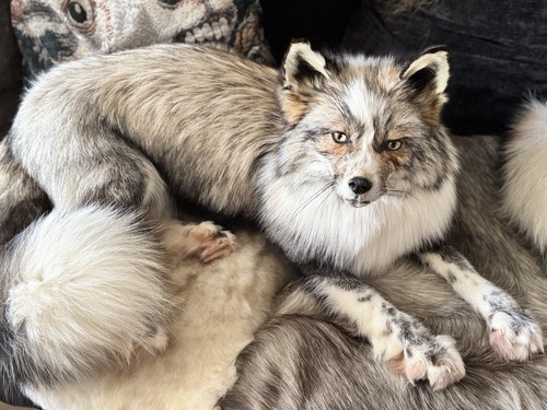 Softmount cross ringneck fuchs - ringneck,