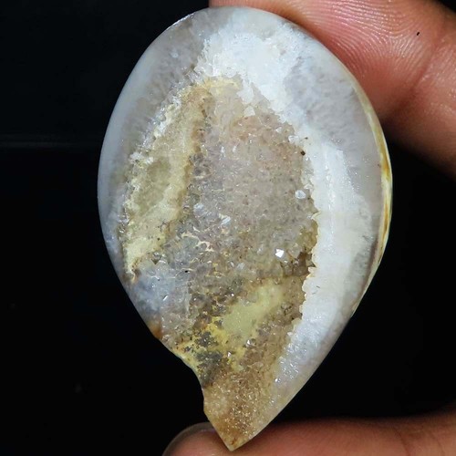 Natürlich fossil schnecke - natürlich,