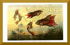Großflosser +Historischer Druck/Chromolitho von 1895+ Paradiesfisch, Aquarium