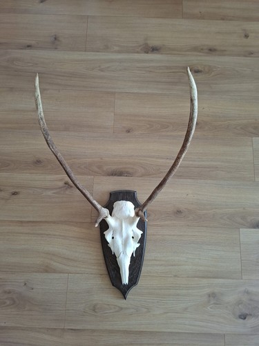Hirschgeweih jagdtrophäe - hirschgeweih,,