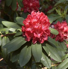 Großblumige Rhododendron Elizabeth 50-60cm - Alpenrose