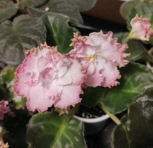 African violet saintpaulia - violet,