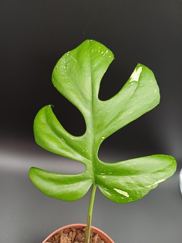 Sale rhaphidophora - sale,