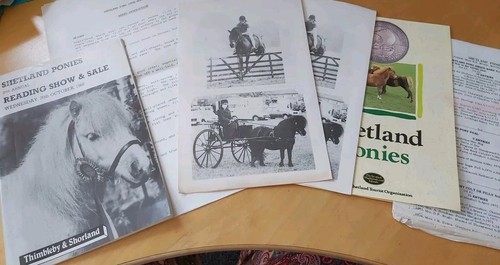 Shetland pony collection - pony,