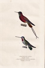 Rotnacken-Topaskolibri Crimson