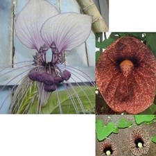 SAMEN DUO unsere beiden