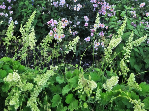 Samen heuchera villosa var - 10,